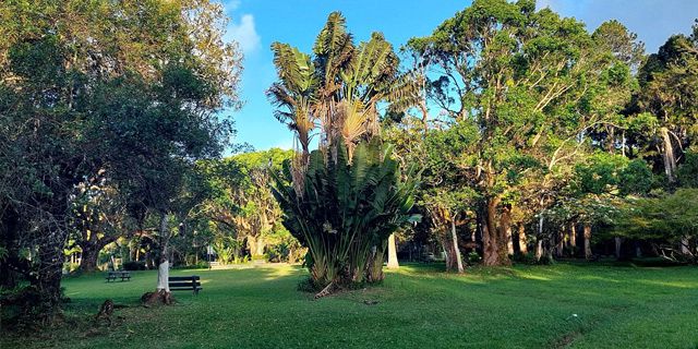 Curepipe Botanical Garden (5)